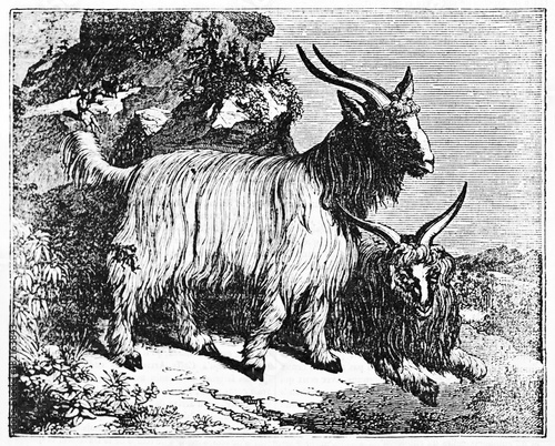 Two Cashmere goat (Capra hircus) on the rocks, one standing and one seated on the ground. Old Illustration by unidentified author published on Magasin Pittoresque Paris 1834 photo