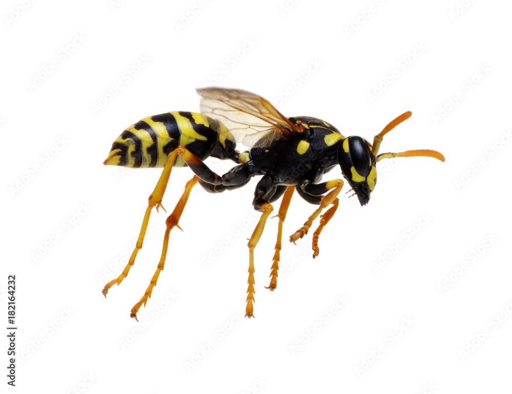 wasp isolated on white wasp isolated on white