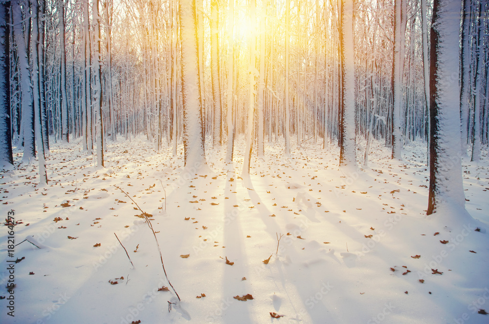 Fototapeta Zimowy las pokryty śniegiem