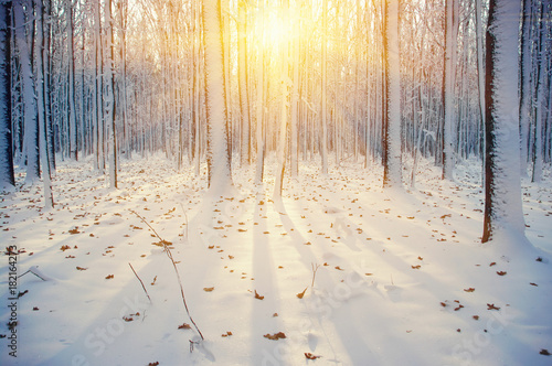  Winter forest  in snow