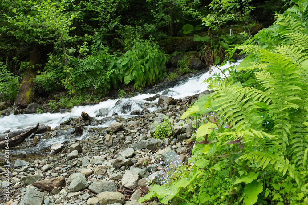 Mountain river in the forests of Abkhazia Mountain river in the forests of Abkhazia