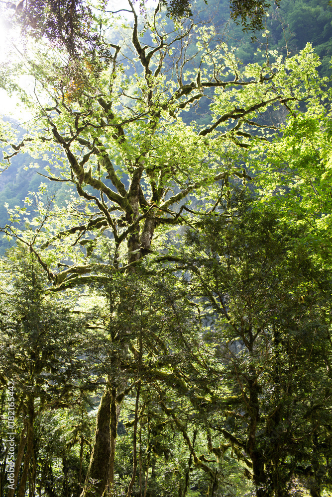 Fototapeta premium old trees in the forests of Abkhazia. June 2016