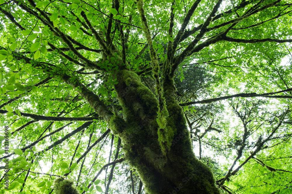 Fototapeta premium old trees in the forests of Abkhazia. June 2016