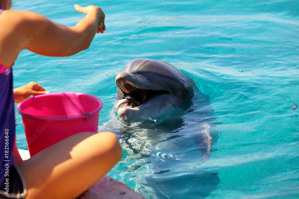 Naklejka premium Woman feeds a smiling dolphin in a water.