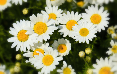 Papier peint photo Marguerites Macro pétales de marguerite blanche  © Željko Radojko