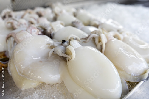 Cuttlefish Put on ice to prepare for cooking.