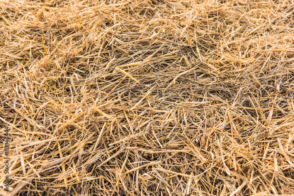 Texture of dry straw on farmland as a background