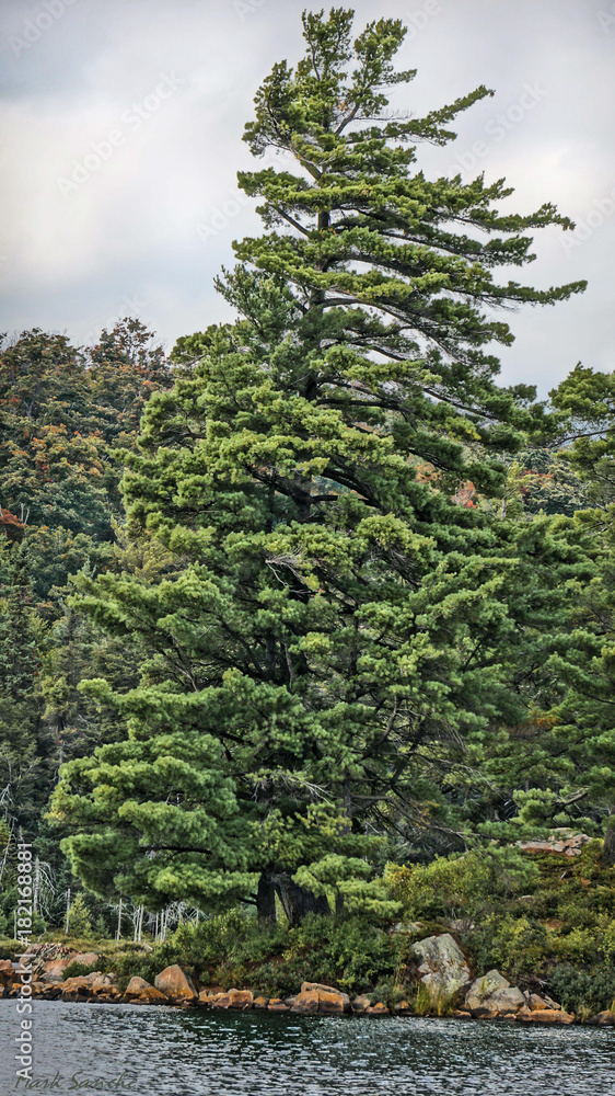 Fototapeta premium Conifer Gill L.