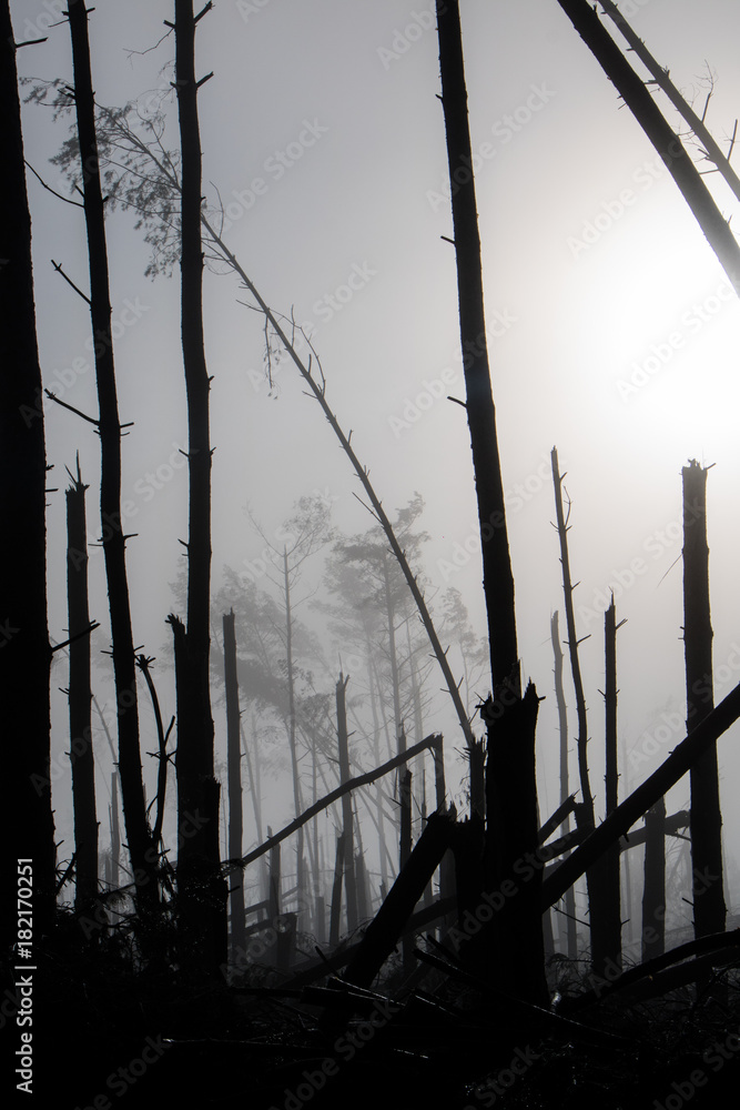 Broken tree during storm gales. A mist of morning mist over a broken forest after a huge wind. Broken tree during storm gales. A mist of morning mist over a broken forest after a huge wind.