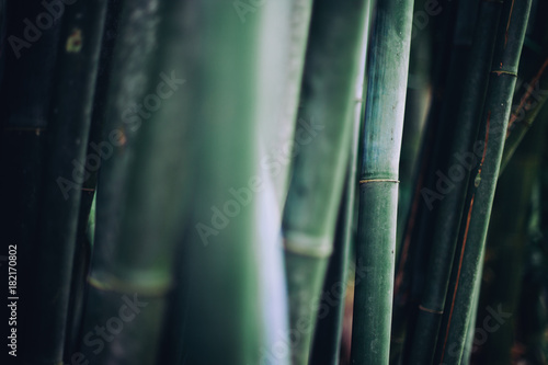 bamboo detail photo
