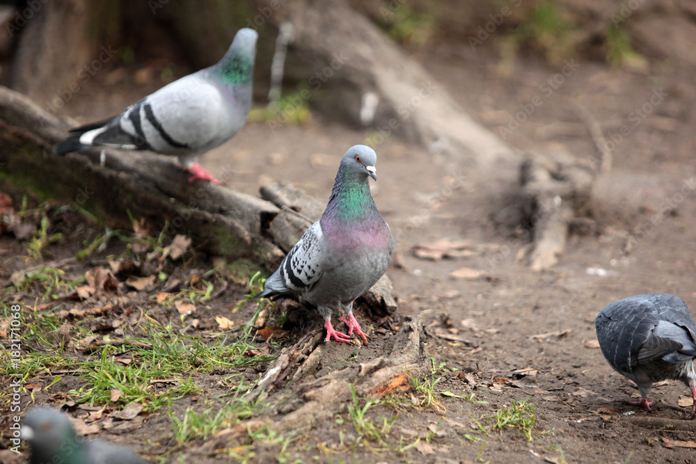 few common pigeons near a tree