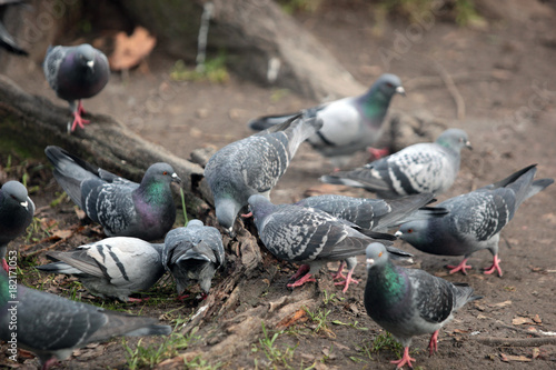 few common pigeons near a tree