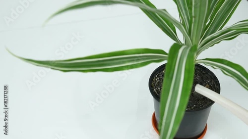 Wallpaper Mural a gardener watering a dracaena flower from a pink watering can Torontodigital.ca
