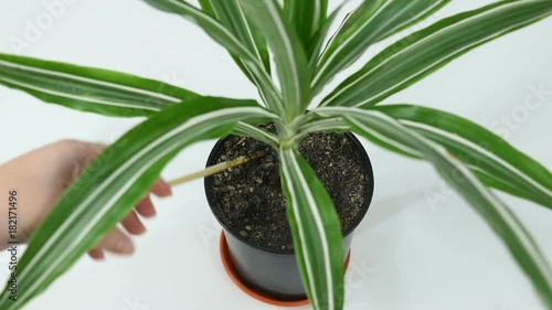 gardener loosens the soil of a dracaena flower with a wooden stick