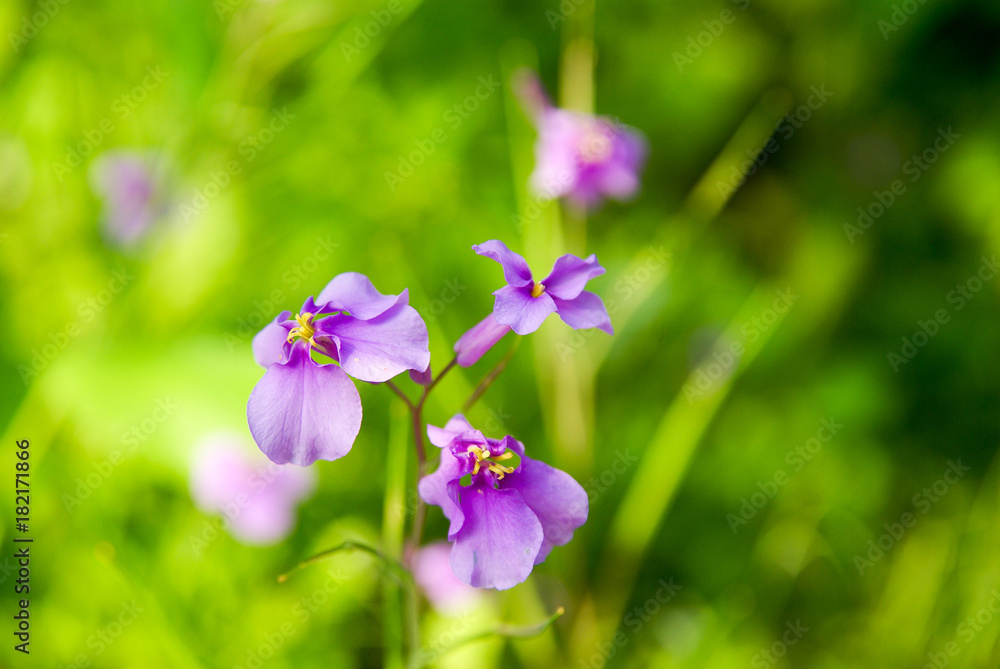 花菖蒲園 花菖蒲園
