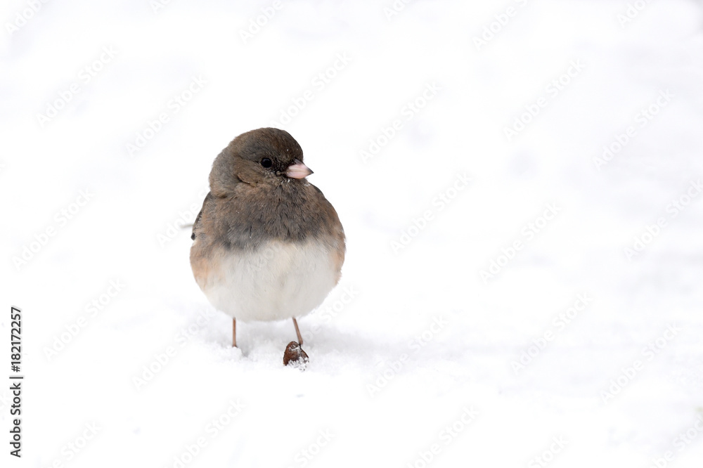 Gray and white Junco, alone in the Snow Gray and white Junco, alone in the Snow