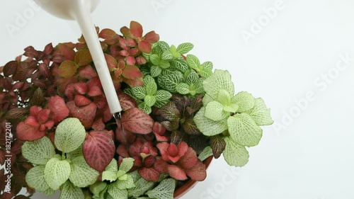 gardener watering mix Fitton from pink watering can on a white background