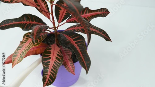horticulturist watering a codiaeum from a pink watering-can on a white background