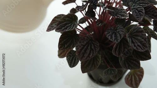 girl watering a flower of a peperomy from a pink watering-can