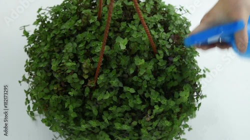 the gardener sprinkles Callisia repens from a blue sprayer