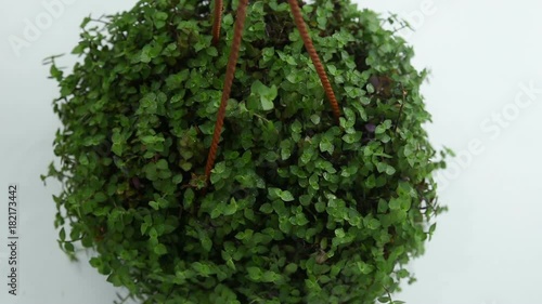 the gardener sprinkles Callisia repens from a blue sprayer