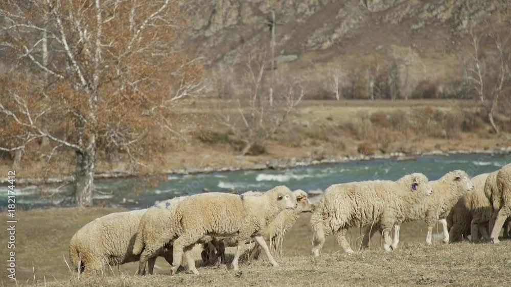 Herd of sheep grazing in a picturesque place with a mountain landscape and a river. Livestock - beige lambs - walk and eat on a meadow in a mountainous area. Sheep in mountains: herd of livestock. Herd of sheep grazing in a picturesque place with a mountain landscape and a river. Livestock - beige lambs - walk and eat on a meadow in a mountainous area. Sheep in mountains: herd of livestock.