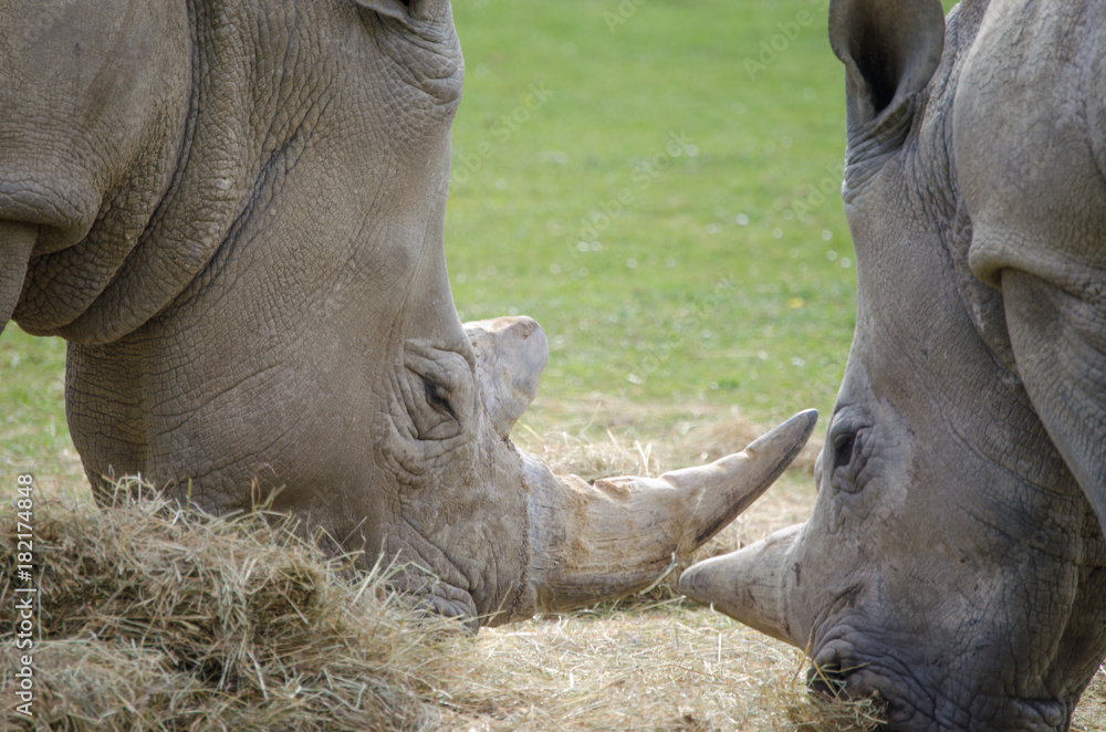 Fototapeta premium White african Rhino