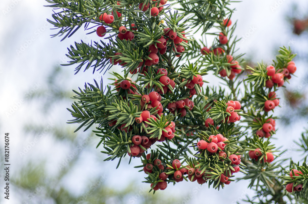 Taxus baccata European yew is conifer shrub with poisonous and bitter red ripened berry fruits on branches, light blue sky