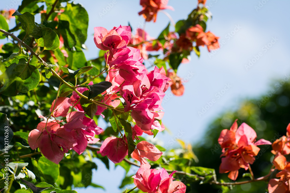 Closeup a Bougainvillea flowers on blue sky background Closeup a Bougainvillea flowers on blue sky background