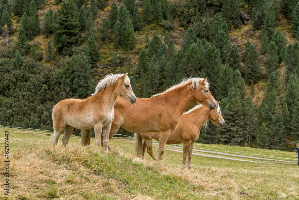 Alpine horse on Tirol Mountains. Brown gee on mountain background, natural environment. Animal on Austria Alps, Vent, Europe.