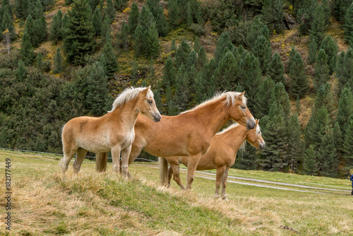 Alpine horse on Tirol Mountains. Brown gee on mountain background, natural environment. Animal on Austria Alps, Vent, Europe.