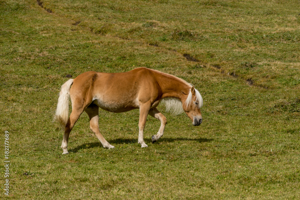 Obraz premium Alpine horse on Tirol Mountains. Brown gee on mountain background, natural environment. Animal on Austria Alps, Vent, Europe.