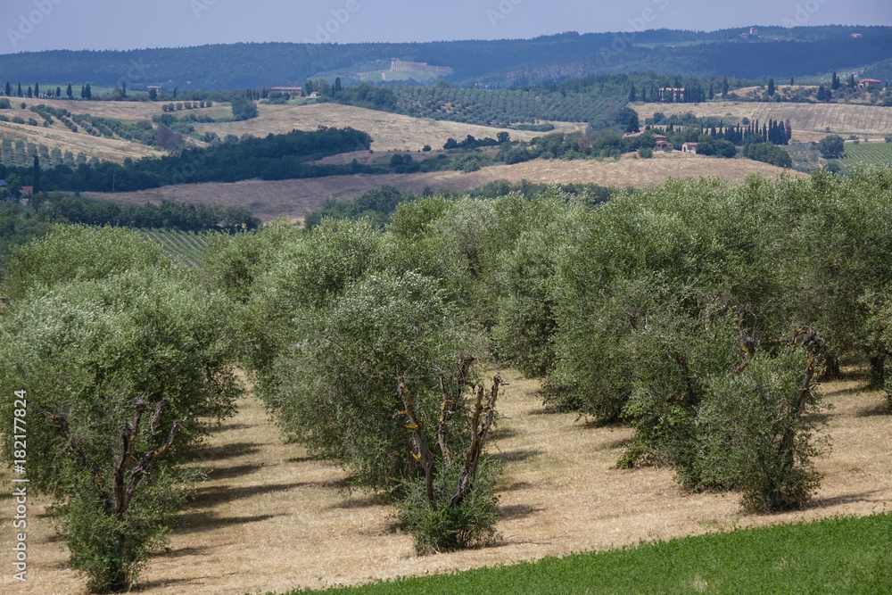 Naklejka premium Landscape in Tuscany, Italy