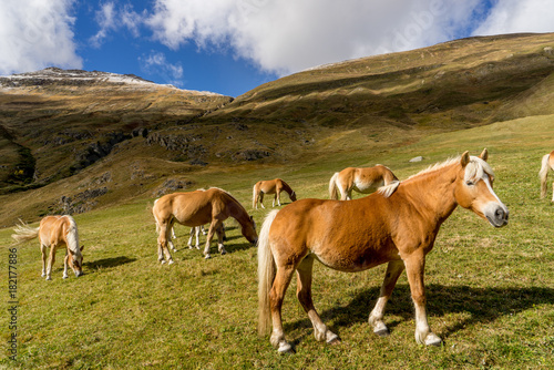 Alpine horse on Tirol Mountains. Brown gee on mountain background, natural environment. Animal on Austria Alps, Vent, Europe. © Artenex