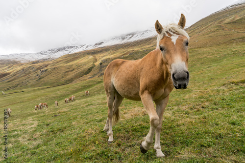 Alpine horse on Tirol Mountains. Brown gee on mountain background, natural environment. Animal on Austria Alps, Vent, Europe.