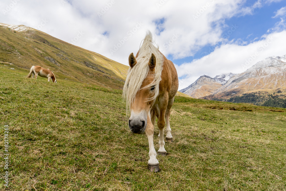 Alpine horse on Tirol Mountains. Brown gee on mountain background, natural environment. Animal on Austria Alps, Vent, Europe.