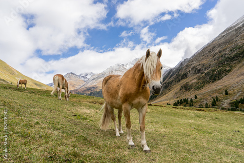 Alpine horse on Tirol Mountains. Brown gee on mountain background  natural environment. Animal on Austria Alps  Vent  Europe.
