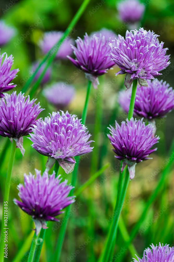 Bow of chives. Bow of chives.