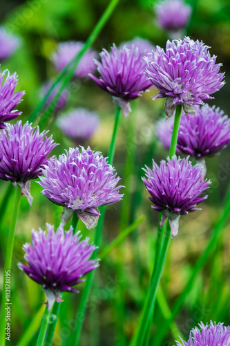 Bow of chives.