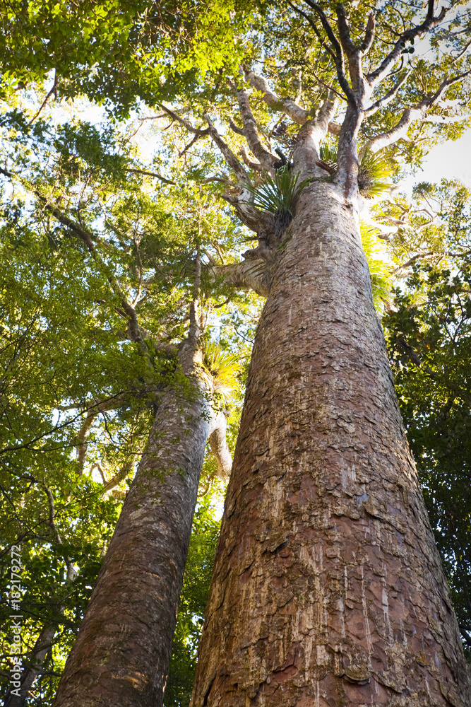 Fototapeta premium Kauri Trees Northland New Zealand