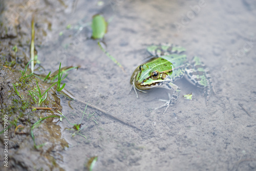 Green frog in pond. 