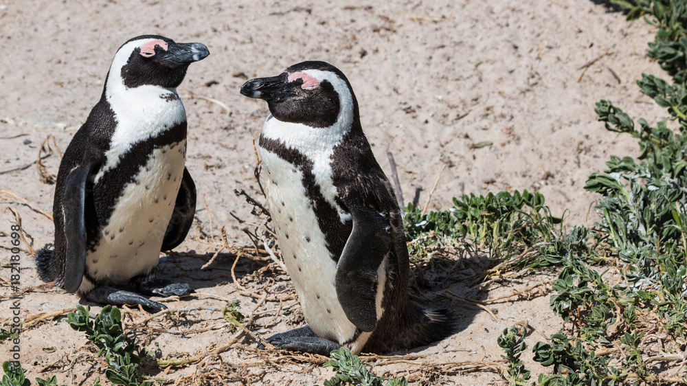 Dösende Pinguine