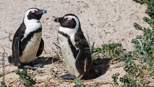 Obraz na płótnie Dösende Pinguine w salonie