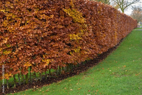 Hornbeam hedge in autumn, Carpinus betulus