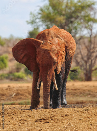 Elefant in Afrika photo