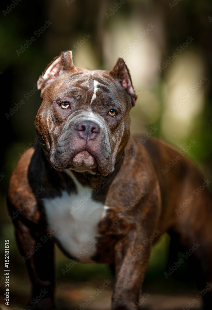 Portrait of an American bull in a green forest