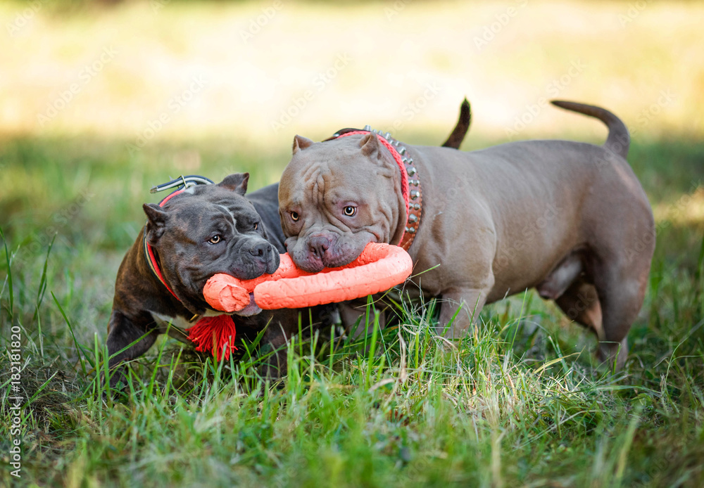 Fotografie Two American bully playing on the lawn