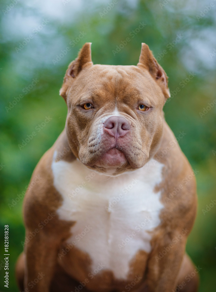 Portrait of an American bully a walk in the Park Portrait of an American bully a walk in the Park
