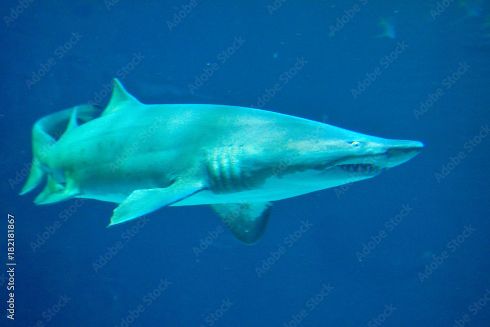 Grey Reef Shark Grey Reef Shark