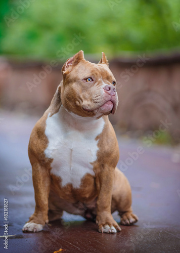 Fotografie Portrait of an American bully a walk in the Park